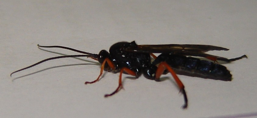 Ichneumonidae:Trogus lapidator parassita di Papilio machaon.